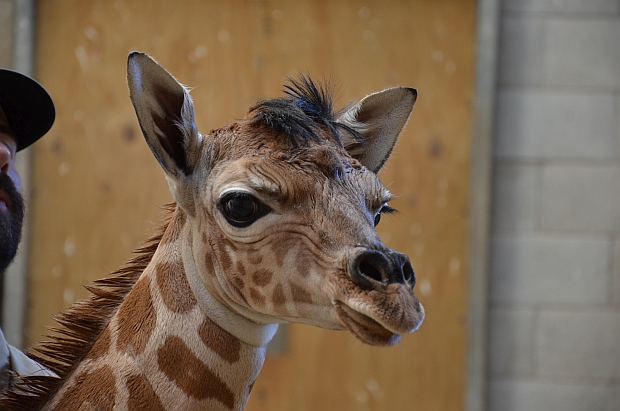 Baby giraffe at Auckland Zoo