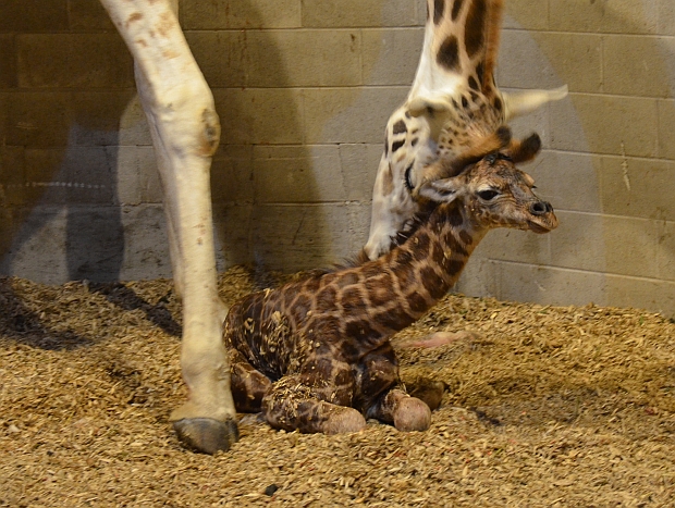 Auckland s new baby giraffe