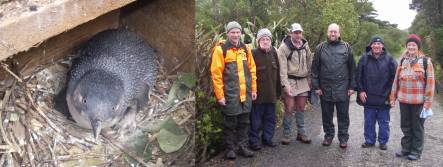 little penguin in nest box, and penguin team on Matiu/Somes Island