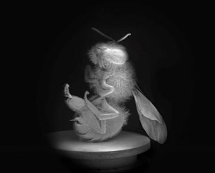 Anne Noble Dead Bee Portrait