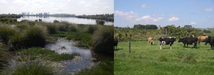 Lake Kaituna is a successful peat lake restoration surrounded by productive dairy farm