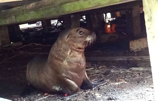 Seal under hut