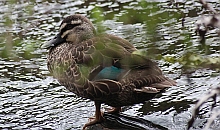 Mallard