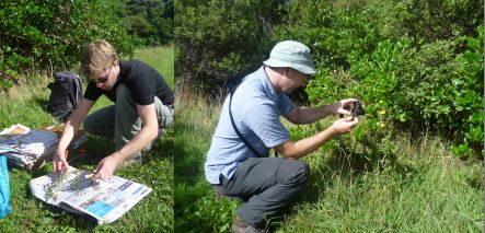 Antony Kusaks and Leon Perrie collecting plants on Mana Island