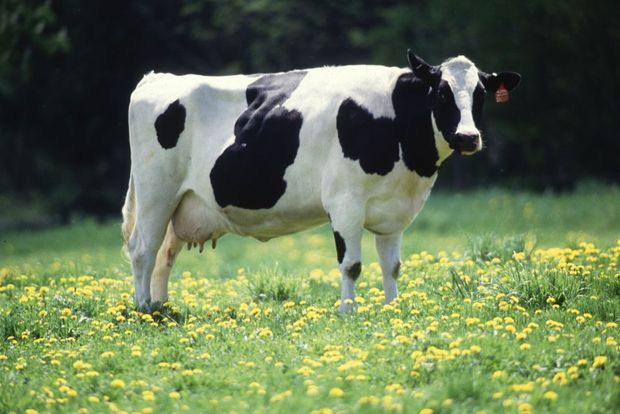 Dairy Cow black white Holstein Friesian PD wiki