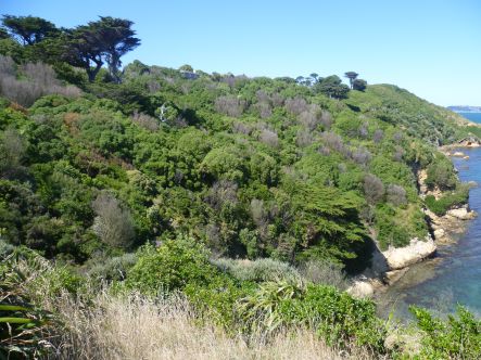 Western face of Matiu/Somes Island showing dead karo trees that have been poisoned