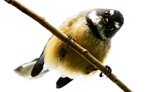 North Island fantail by Niels Huibers