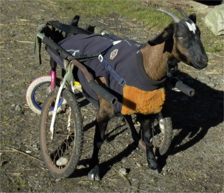 Yumpi the two-legged in her wheelchair.