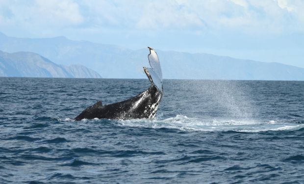 Whale tail slap