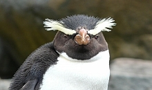 Fiordland crested penguin