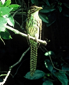 Koekoea Long Tailed Cuckoo portrait