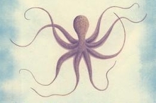 the soul of an octopus book cover detail