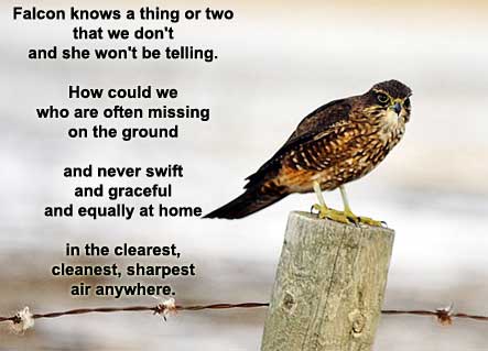 Falcon Poem