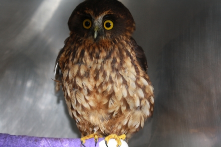 Pet Day - Wildlife - Morepork.