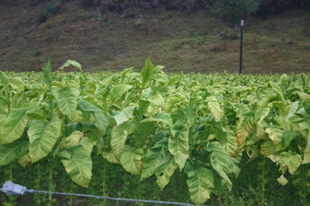 Tobacco growing in Motueka Valley, 2011