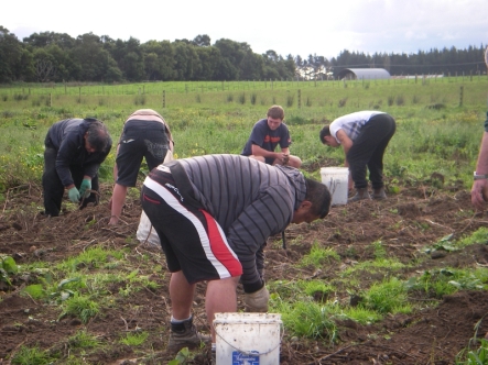 whanau and students help out with the afternoon harvest