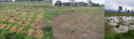 Expertimental planting plots - left, spot-sprayed only, and right, with topsoil removed