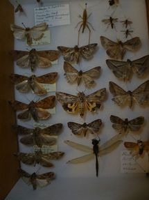 Kermadec Islands moths