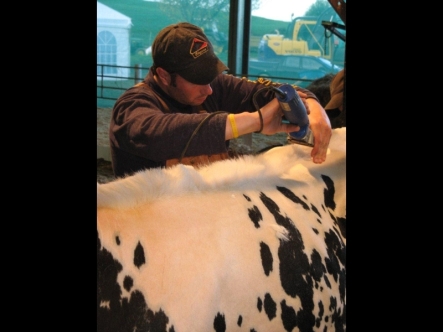 Preparing for Waipiri Holstein Friesian Cow and Calf Sale