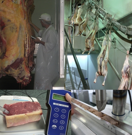 Carcasses and Meat Under the Tender Care of Carne Technologies