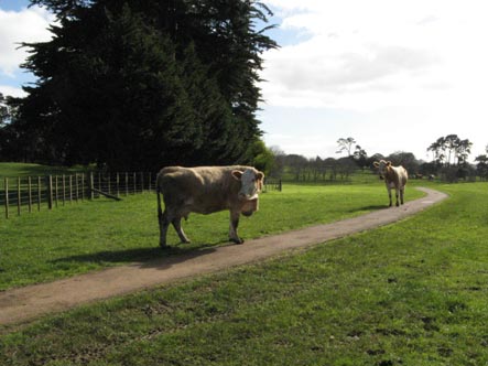 Upset cow enquiring as to why we are bothering her new born calf.