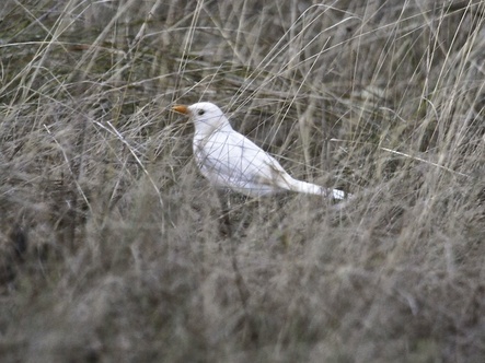 albino blackbird