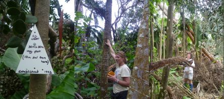 Nicky Atkinson and Sue Bennett surveying a permanent vegetation plot on Raoul Island