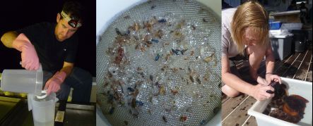 kermadec marine inverts