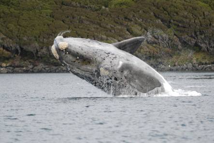 Southern right whale breach