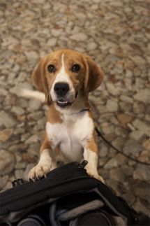 Mason the Beagle