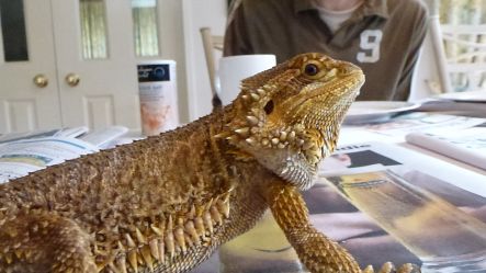 Bug Boys Oct Bruce the pet Bearded Dragon small