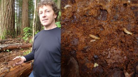 Gareth Lloyd-Jones and dampwood native termite grubs