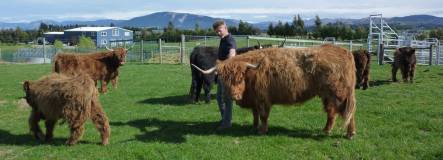 Karl Kohle with some of his Highland Cattle