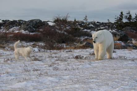 Sentinel dog challenges an approaching bear.