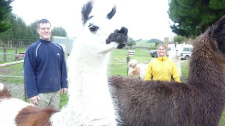 Kevin and Lynn Cole with some Llamas at Kaikoura Farm Park