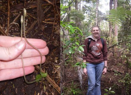 Spurred helmet orchid in seed, and Michelle Kelly