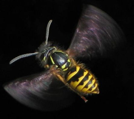 Vespula vulgaris