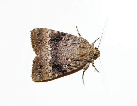 Moth