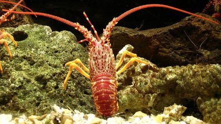 Rock Lobster