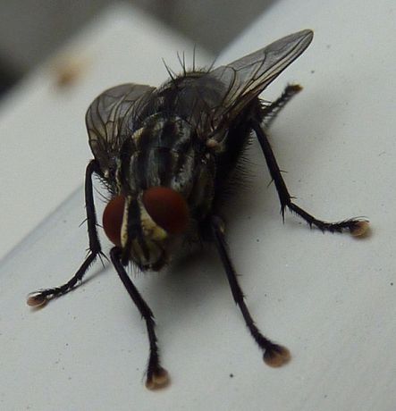 House Fly