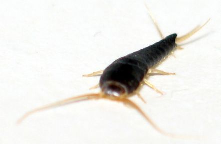 Silverfish