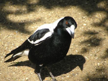 Magpie