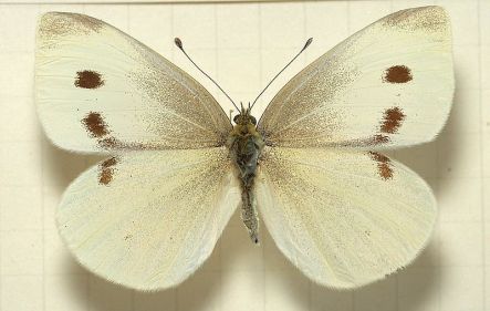 White Moth