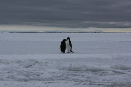 Adelie penguins at Cape Royds
