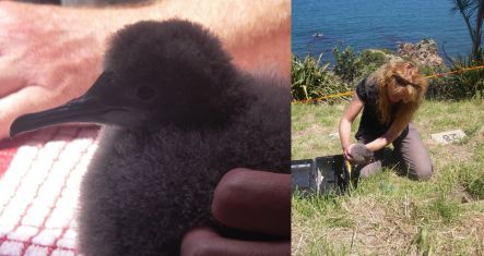 fluttering shearwater chick, and site of new colony