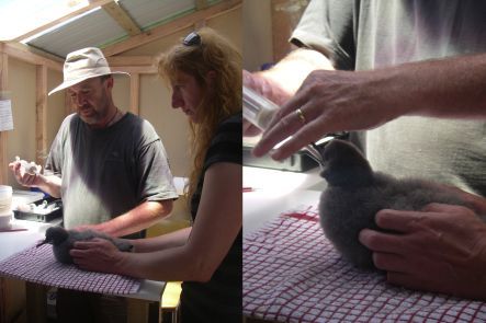 Shane Cotter and Helen Gummer feeding a shearwater chick
