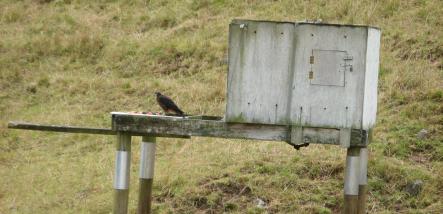 A karearea comes in to feed