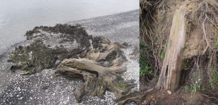 Buried forest at Renton Road