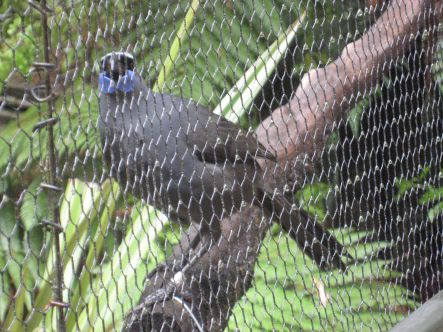 Pukaha Kahurangi the wolf whistling Kokako small