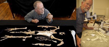 Ewan Fordyce and giant fossil penguin